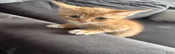 Domestic Shorthair cats for sale: Beautiful domestic shorthair kittens for sale in Plymouth - Advert 6