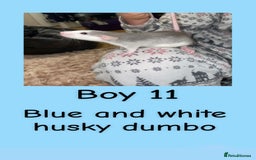 Rat rodents for sale: Beautiful baby rats looking for forever homes! - Advert 26