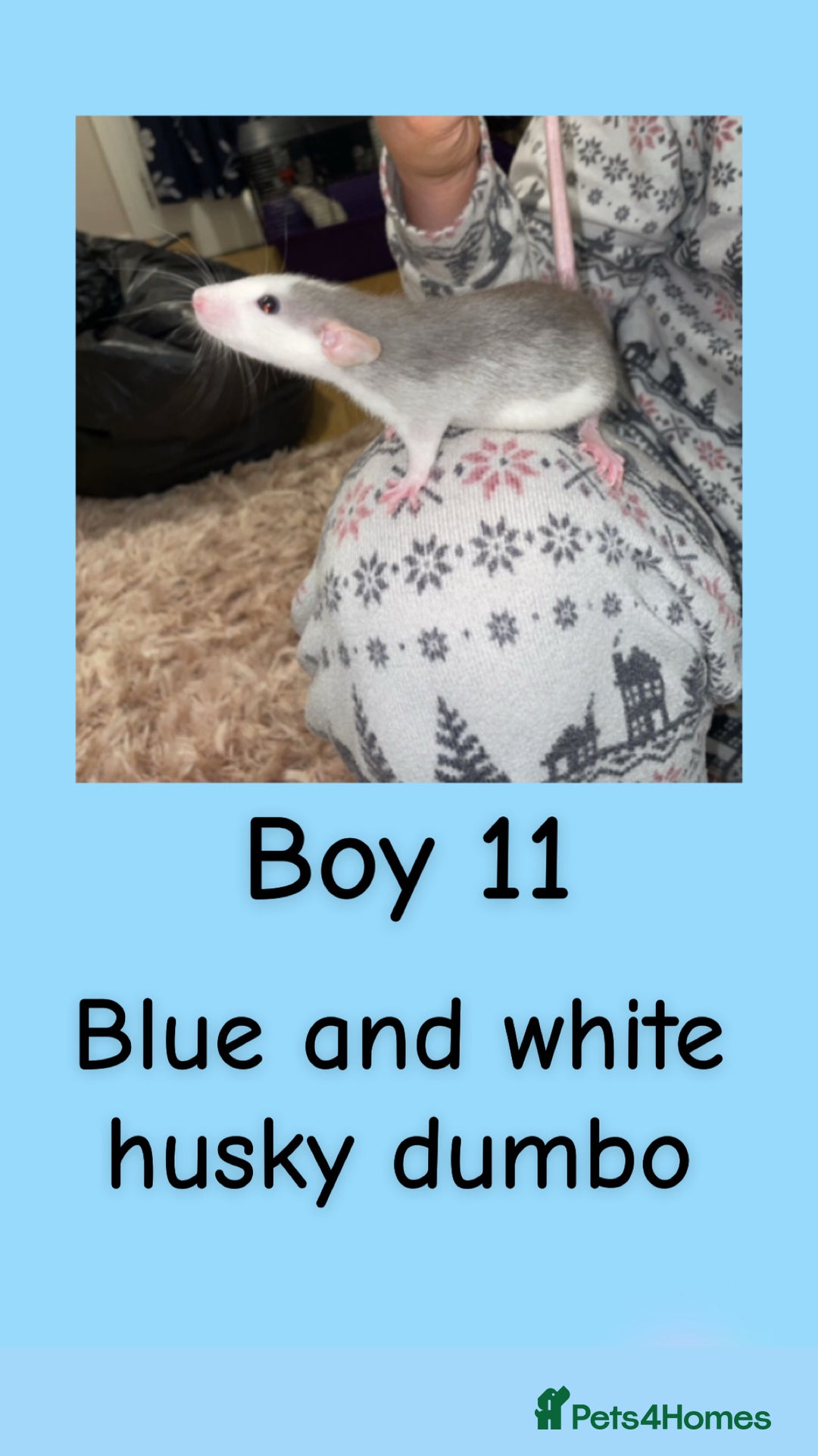 Rat rodents for sale: Beautiful baby rats looking for forever homes! - Advert 26