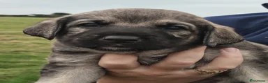 Oska