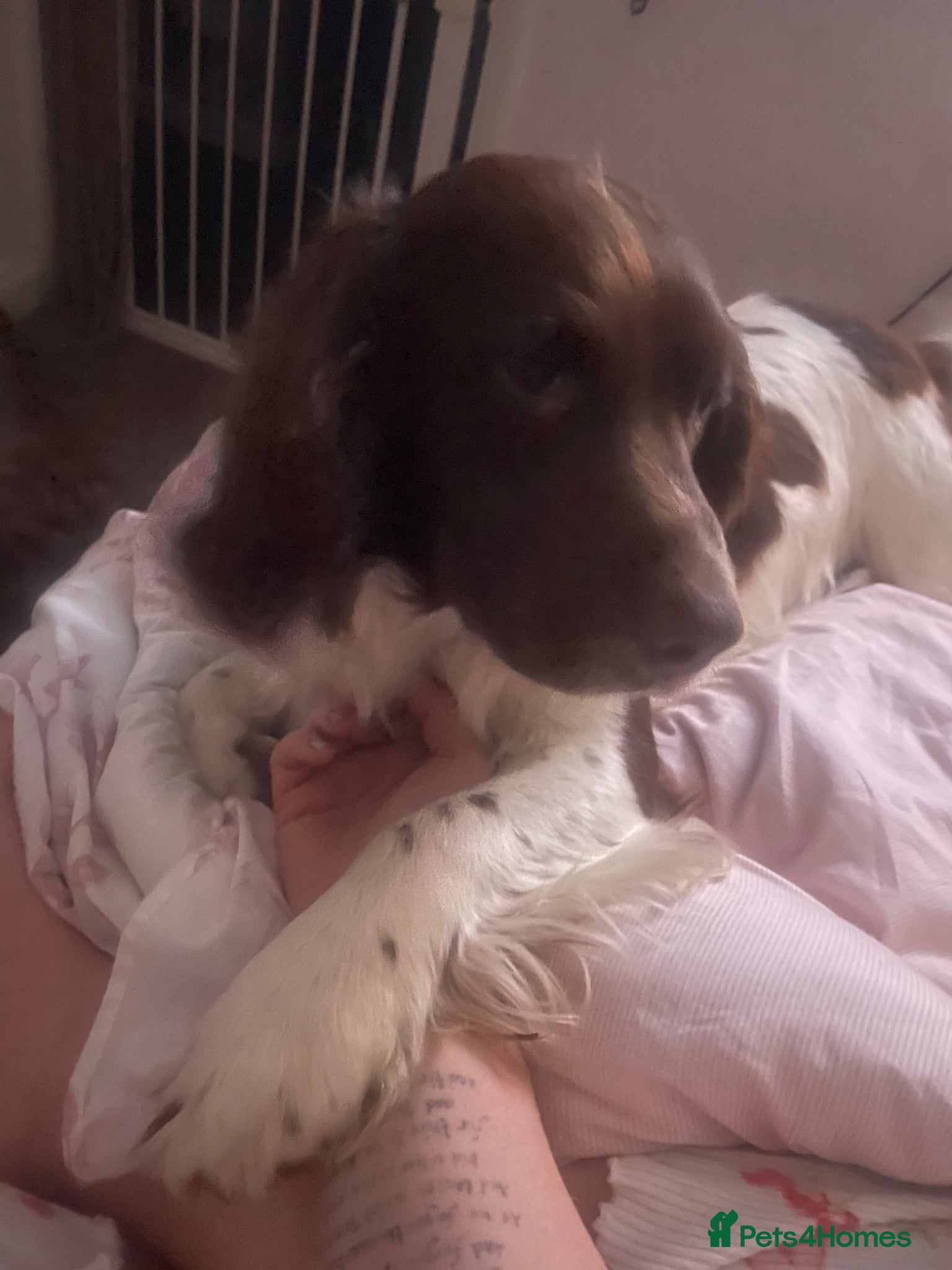English Springer Spaniel dogs 4 year old male springer  - Advert 1