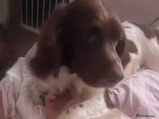 English Springer Spaniel dogs 4 year old male springer - Advert 1