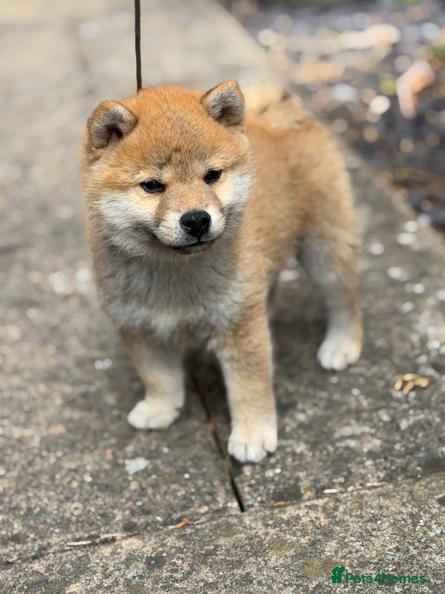 Japanese Shiba Inu dogs Mame Shiba , parents health tested champions  - Advert 7