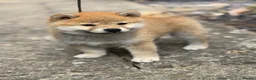 Japanese Shiba Inu dogs for sale: Mame Shiba , parents health tested champions  - Advert 1