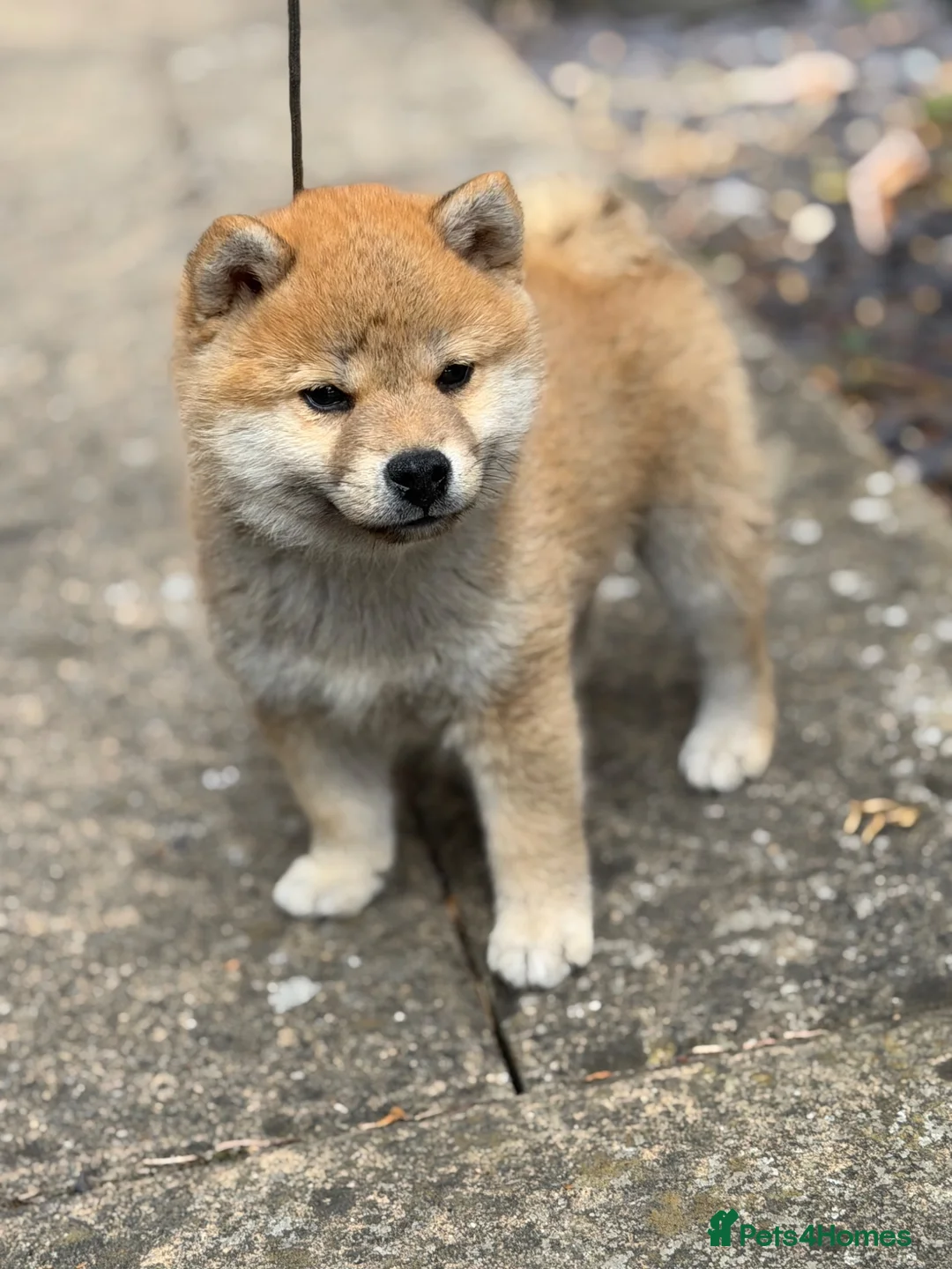 Japanese Shiba Inu dogs for sale: Mame Shiba , parents health tested champions  - Advert 1