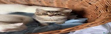 British Shorthair 1
