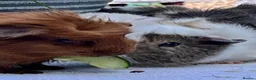 Guinea Pig rodents for sale: Guinea pig babies . Mixed breeds  - Advert 13