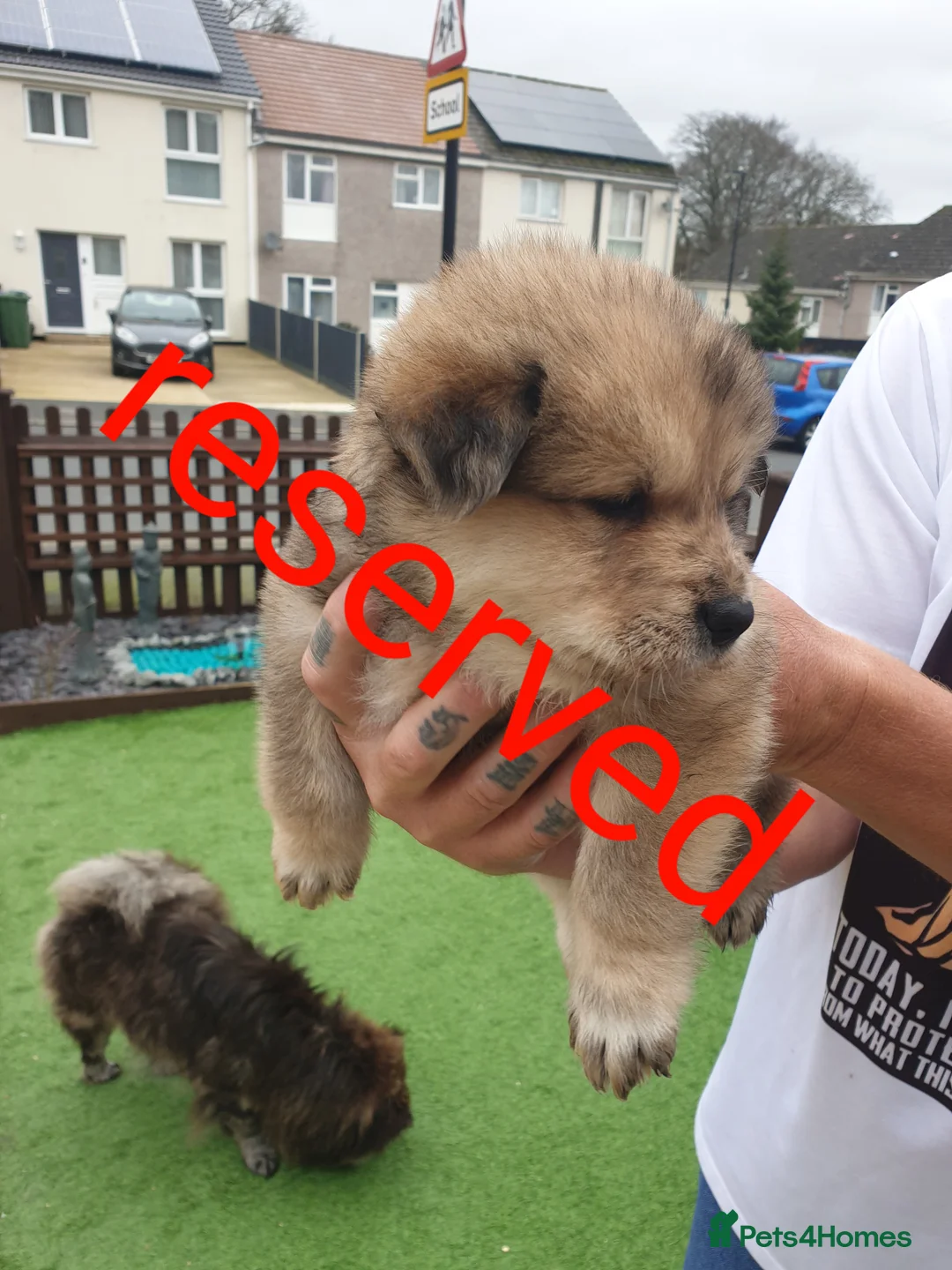 Mixed Breed dogs for sale: Hybrid chowchow/alaskan malamute  - Advert 15