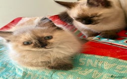 Ragdoll cats for sale: ADORABLE RAGDOLL POLYDACTYL KITTENS - READY NOW - Image 22