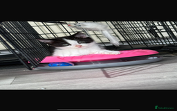 Mixed Breed cats for sale: Beautiful litter of kittens  - Image 3
