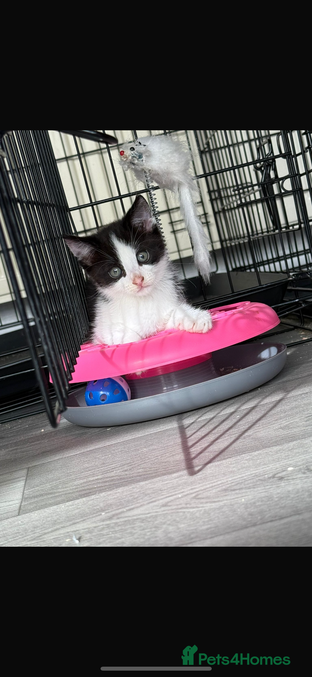Mixed Breed cats for sale: Beautiful litter of kittens  - Image 3