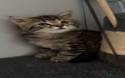 Mixed Breed cats for sale: Maine coon x Persian  - Image 22