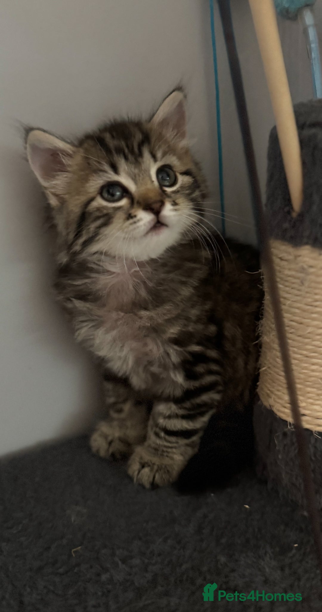 Mixed Breed cats for sale: Maine coon x Persian  - Image 22