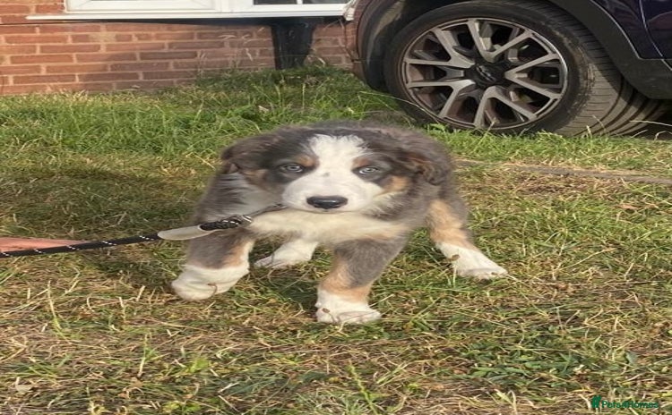 Mixed Breed dogs - Advert 2