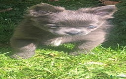 Chihuahua dogs for stud: KC Registered Blue Double KB in Chorley - Image 12