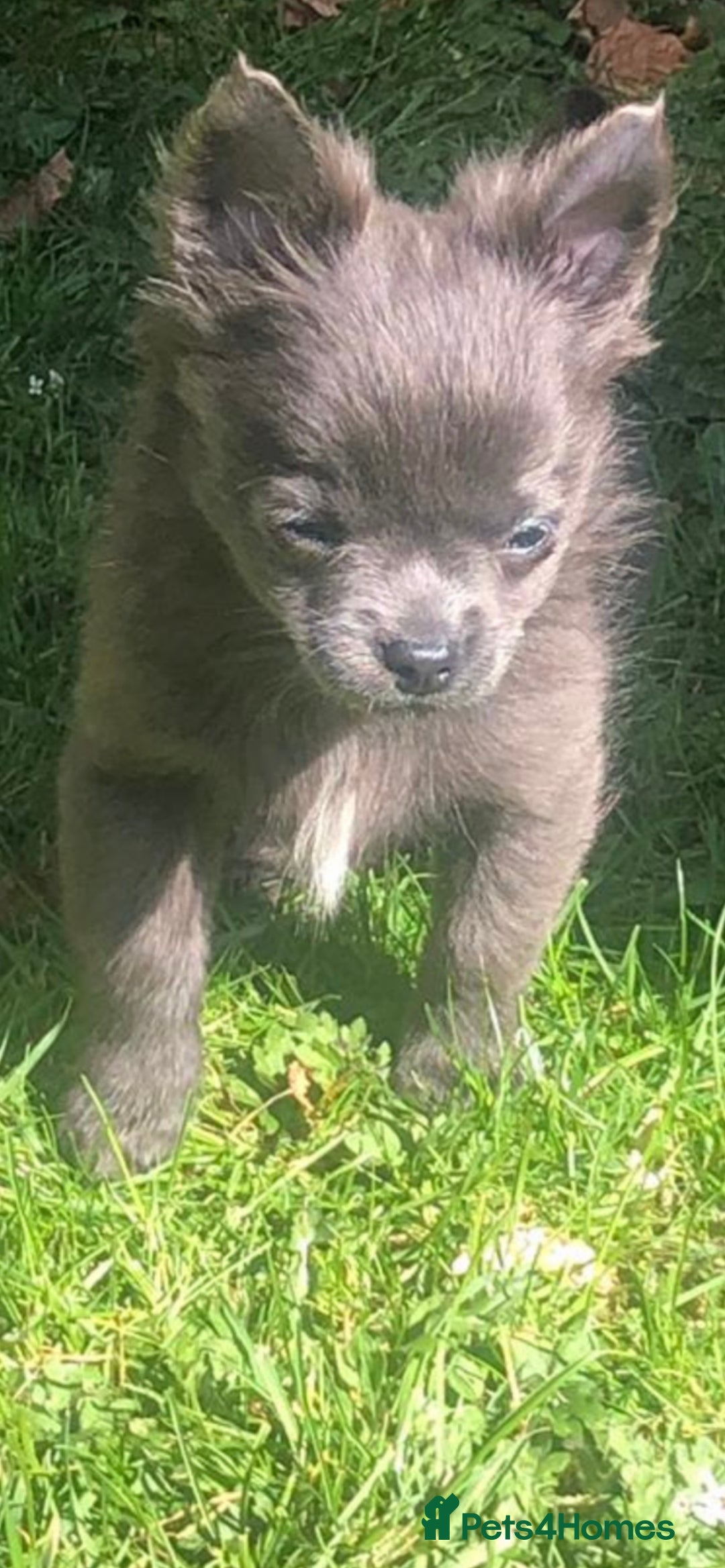 Chihuahua dogs for stud: KC Registered Blue Double KB in Chorley - Image 12