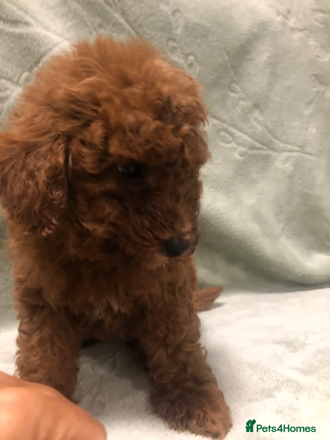 Mixed Breed dogs for sale: 🐕🐾Adventures of our loving poodles 🐾🐕 - Advert 17