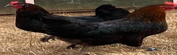 Chickens poultry for sale: Beautiful hybrid hens POL - Advert 13