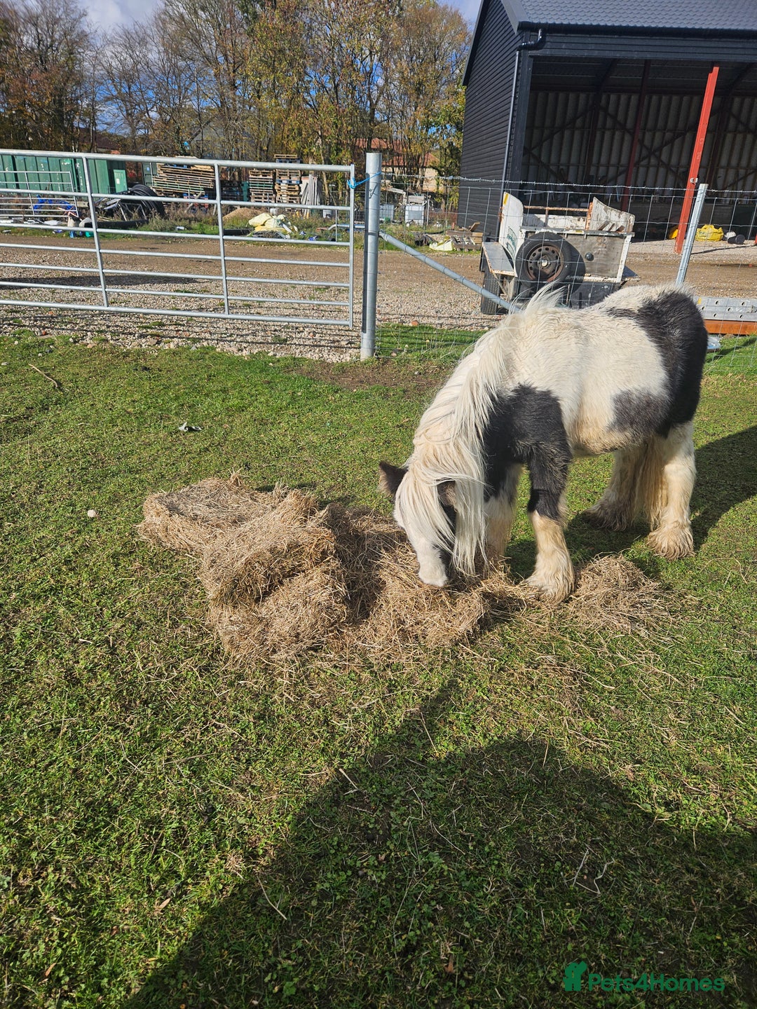 Irish Cob horses for sale: Gorgeous yearling miniture cob - Image 5