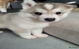 Siberian Husky dogs for sale: Best Quality Siberian Husky Puppies in Scotland - Image 23