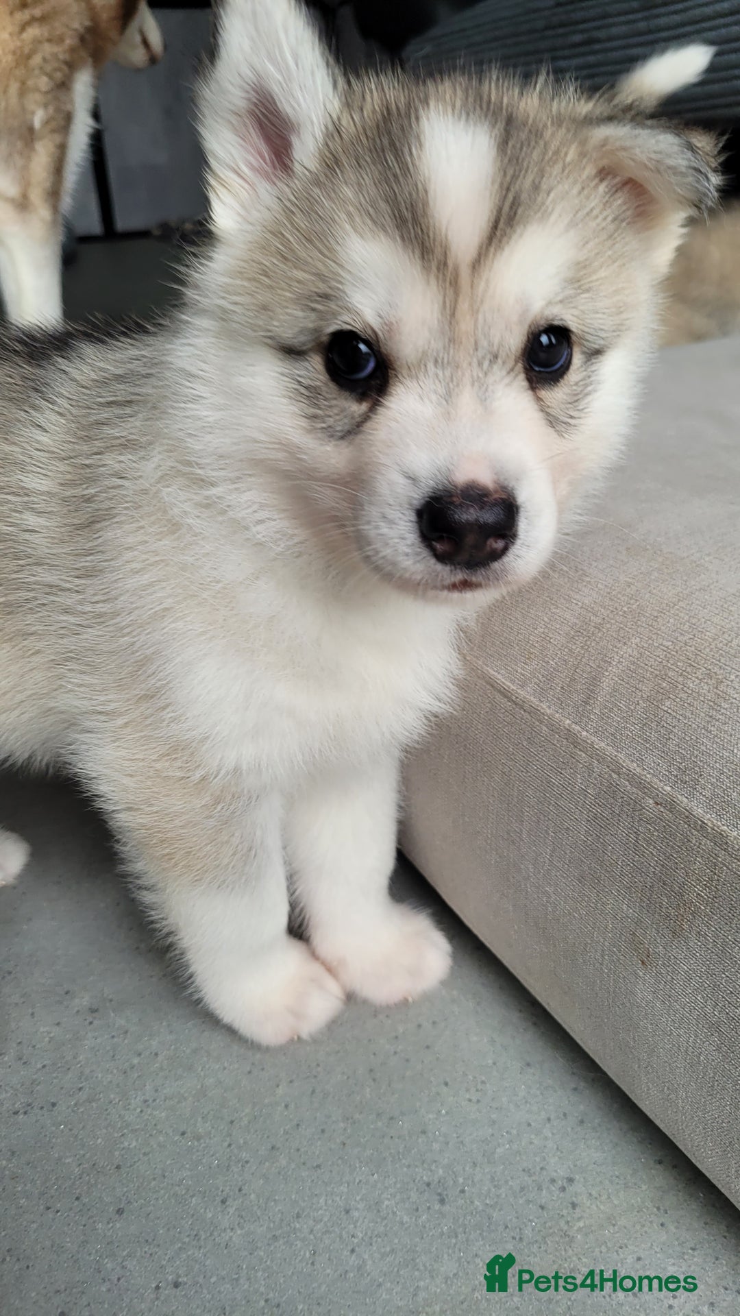 Siberian Husky dogs for sale: Best Quality Siberian Husky Puppies in Scotland - Image 23
