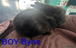 Harlequin rabbits for sale: Beautiful baby bunnies - Image 5