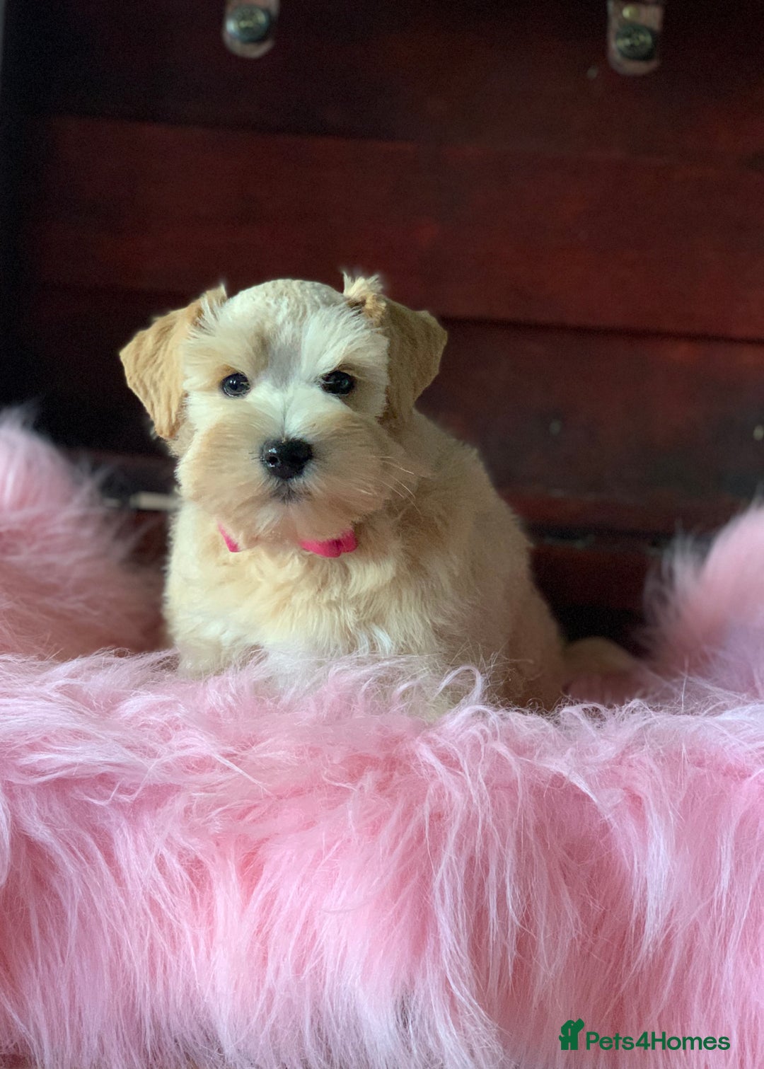 Platinum Silver Schnauzer Puppies Doty's Miniature Schnauzers