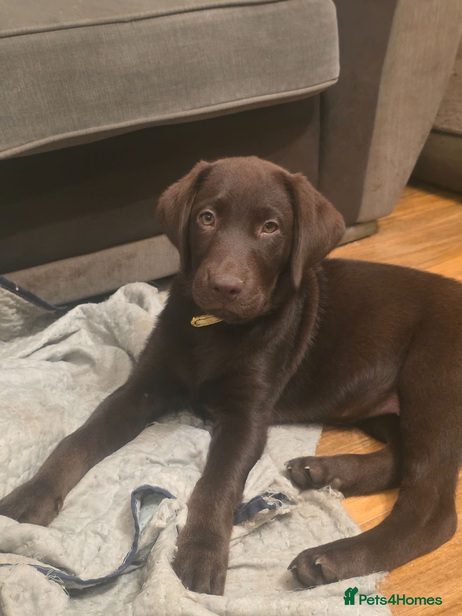 Labrador Retriever dogs Ready now - Advert 2