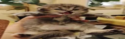 Scottish Fold cats for sale: Beautiful Scottish fold kittens  - Advert 8