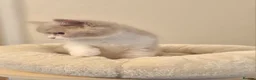 British Shorthair cats for sale: Bicolour & Solid British Shorthair Males & Females - Advert 6