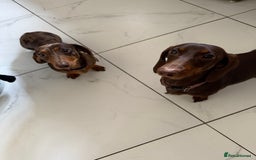 Miniature Dachshund dogs for sale: 2 female mini sausage dogs  - Image 3