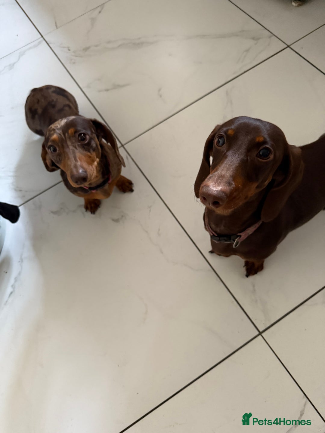 Miniature Dachshund dogs for sale: 2 female mini sausage dogs  - Image 3