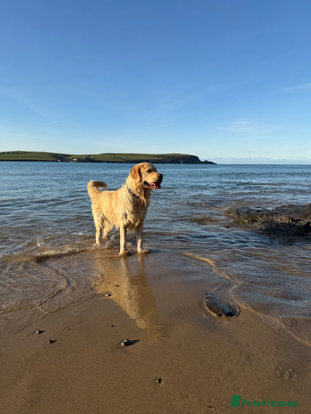 Golden Retriever dogs for sale: 6 x KC registered Golden Retriever pups  in Wadebridge - Advert 1