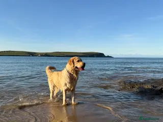 Golden Retriever dogs 6 x KC registered Golden Retriever pups - Advert 16