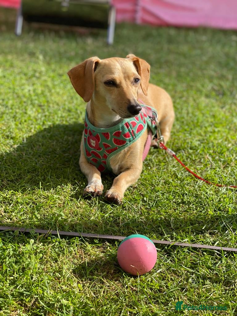 Jackshund dogs 7 year-old daschund/Jackrussel seeks new home - Advert 5