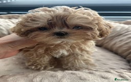 Maltipoo dogs for sale: 🧸🩷 Incredible Asian Maltipoo GIRLS 🩷🧸 - Image 1