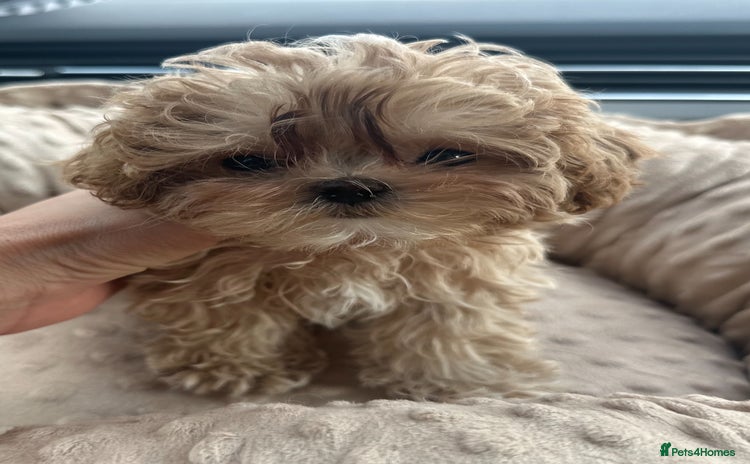 Maltipoo dogs - Advert 4