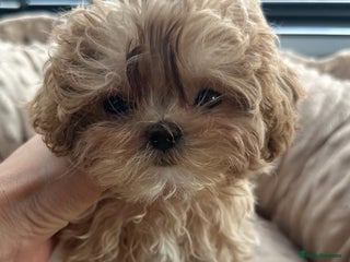 Maltipoo dogs - Advert 1
