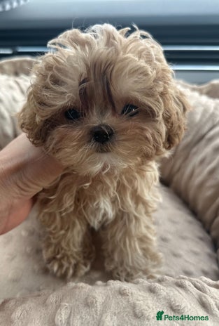 Maltipoo dogs - Advert 2