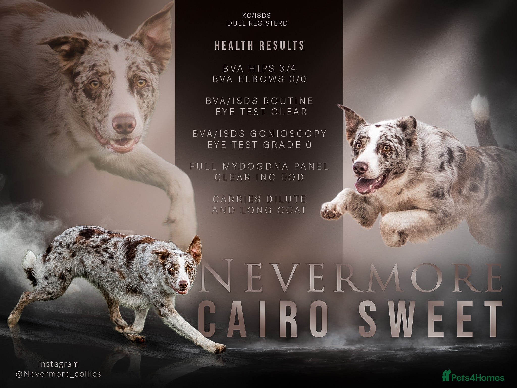 Border Collie dogs ISDS/KC duel reg Health tested for stud  - Advert 18