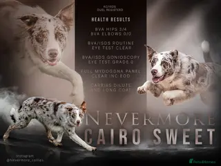 Border Collie dogs ISDS/KC duel reg Health tested for stud - Advert 18