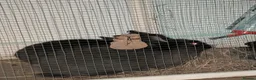 Dwarf Lop rabbits for sale: Two rabbits for sale - Advert 1