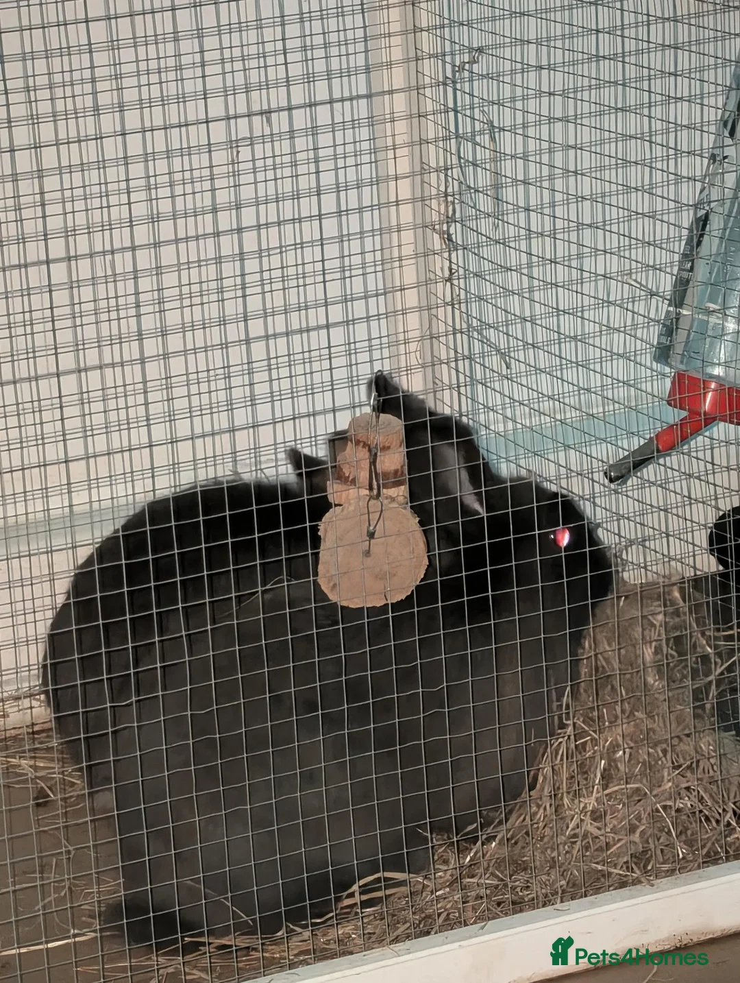 Dwarf Lop rabbits for sale: Two rabbits for sale - Advert 1