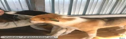 Mixed Breed dogs for adoption: Zelda, 3 yrs old approx. Available for adoption. in Brixham - Advert 8