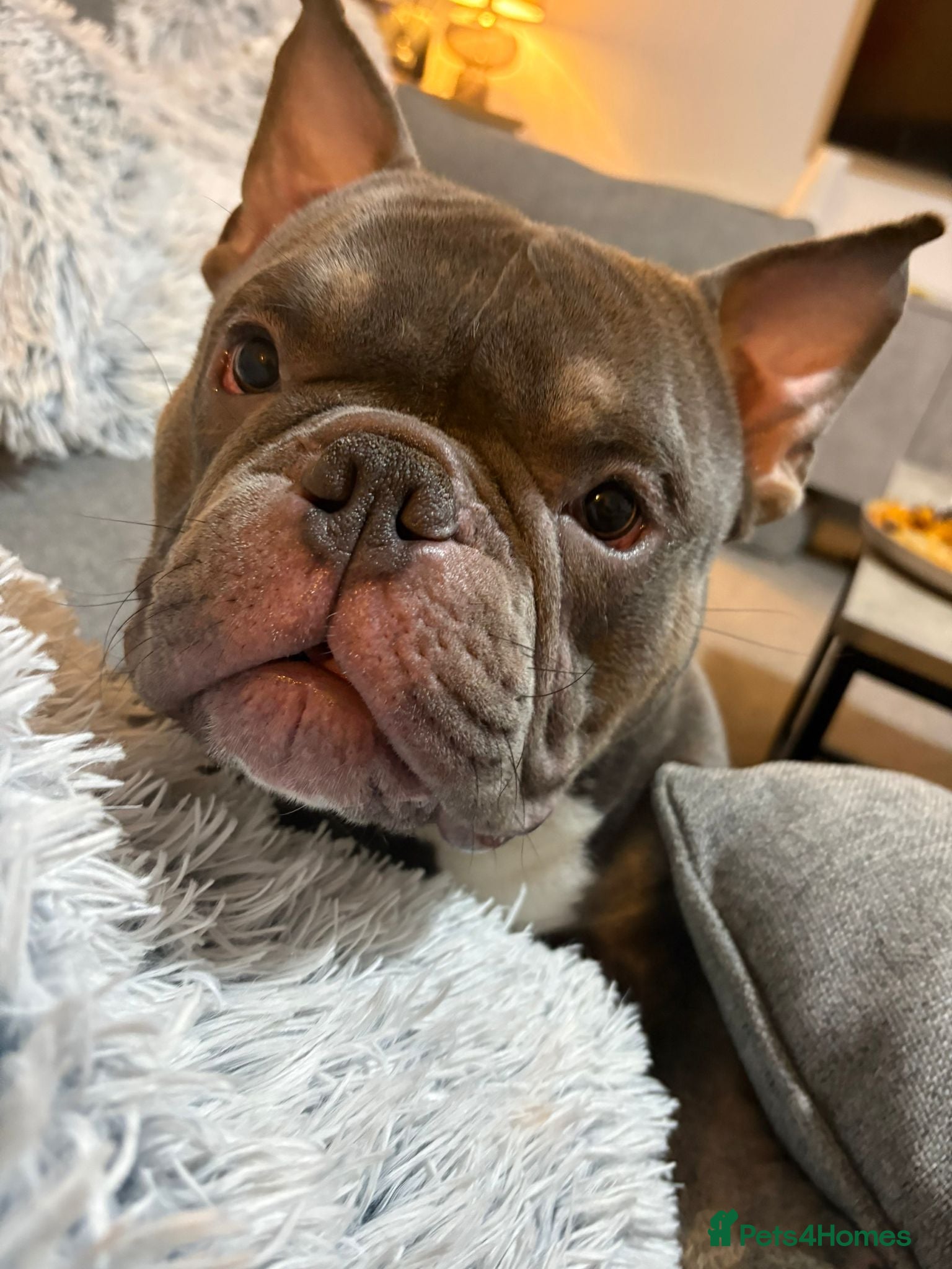 American Bully dogs Micro Pocket Bully For Rehome - Advert 5