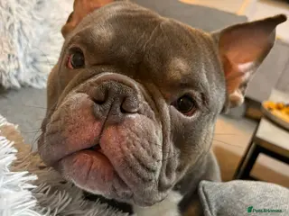 American Bully dogs Micro Pocket Bully For Rehome - Advert 5