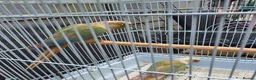 Conures birds for sale: Breeding pair conures - Advert 1