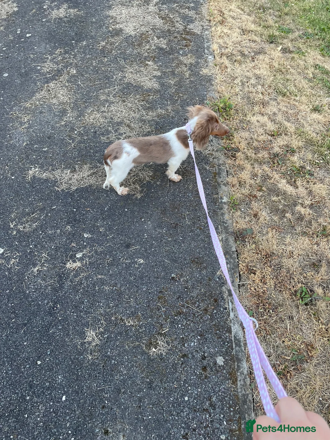 Miniature Dachshund dogs for sale: Piebald Chocolate Dapple little lady in Loughborough - Advert 2