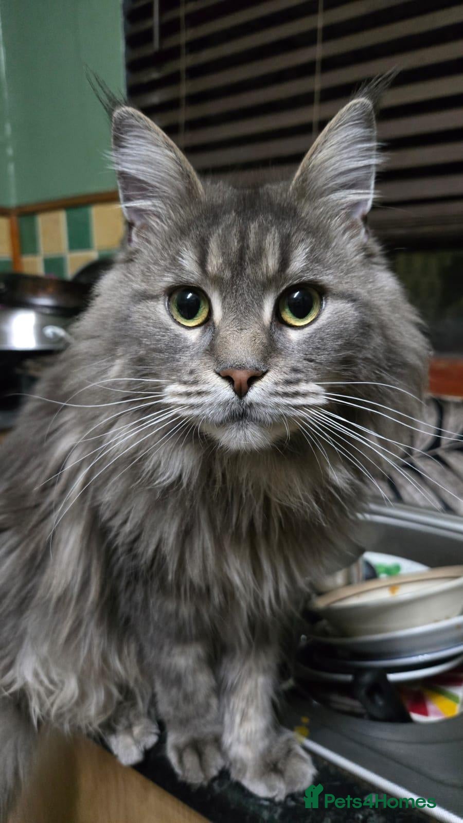 Maine Coon cats Maine Coon X kittens  - Advert 1