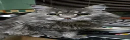 Maine Coon cats for sale: Maine Coon X kittens  - Advert 1